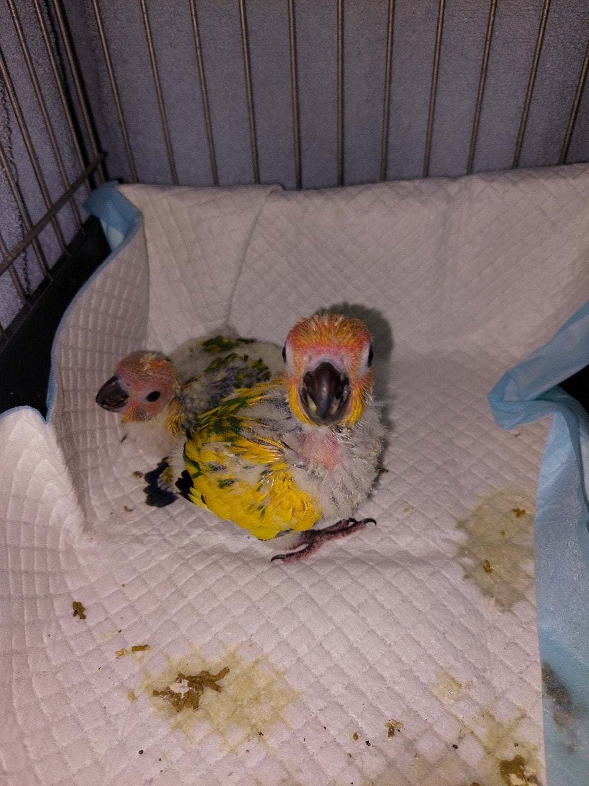 zonparkiet, Dieren en Toebehoren, Parkiet, Tam