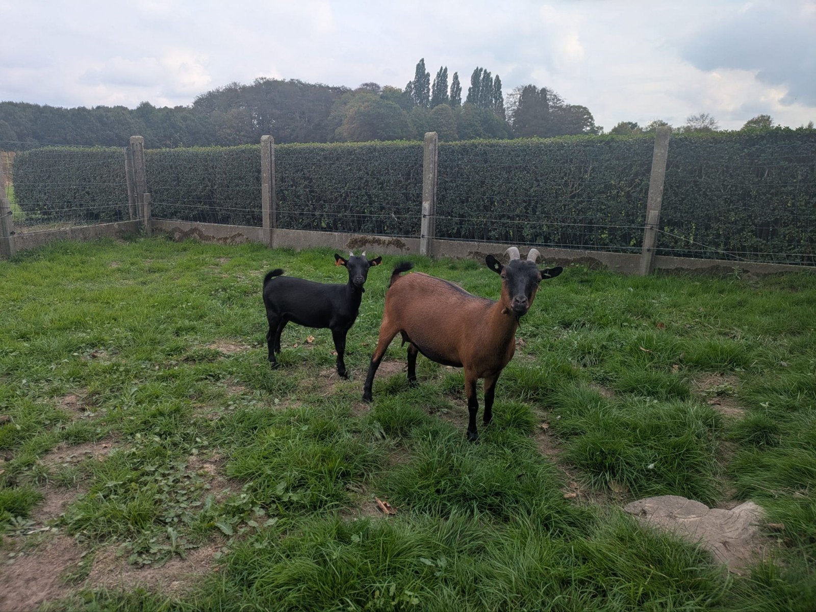 dwerggeit  met lam, Dieren en Toebehoren, Vrouwelijk, Geit, 0 tot 2 jaar