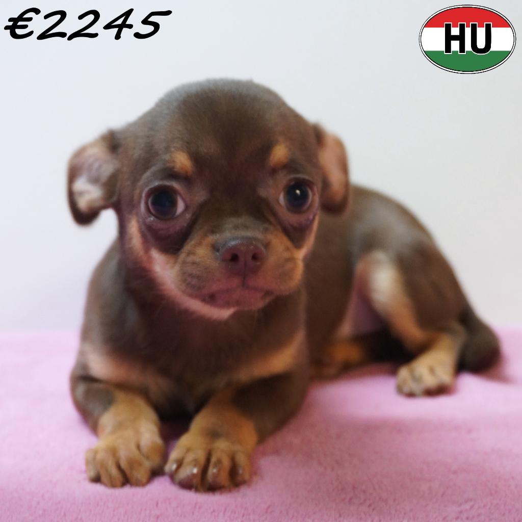 Chihuahua à poil court, chiots à vendre, 15 semaines à 1 an, Hépatite contagieuse (maladie de Rubarth), Plusieurs animaux, Plusieurs