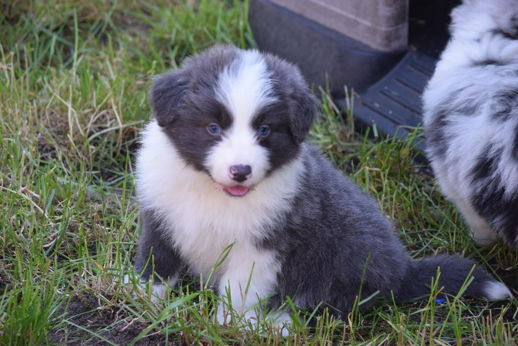 Border collie pups, verschillende kleuren, nog 2 reutjes, Parvo, België, 8 tot 15 weken, Collie