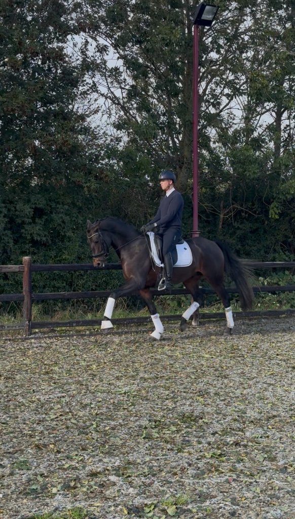 Jonge ruin met een mooie afstamming!, Dieren en Toebehoren, Ruin, Dressuurpaard, 3 tot 6 jaar, 160 tot 165 cm