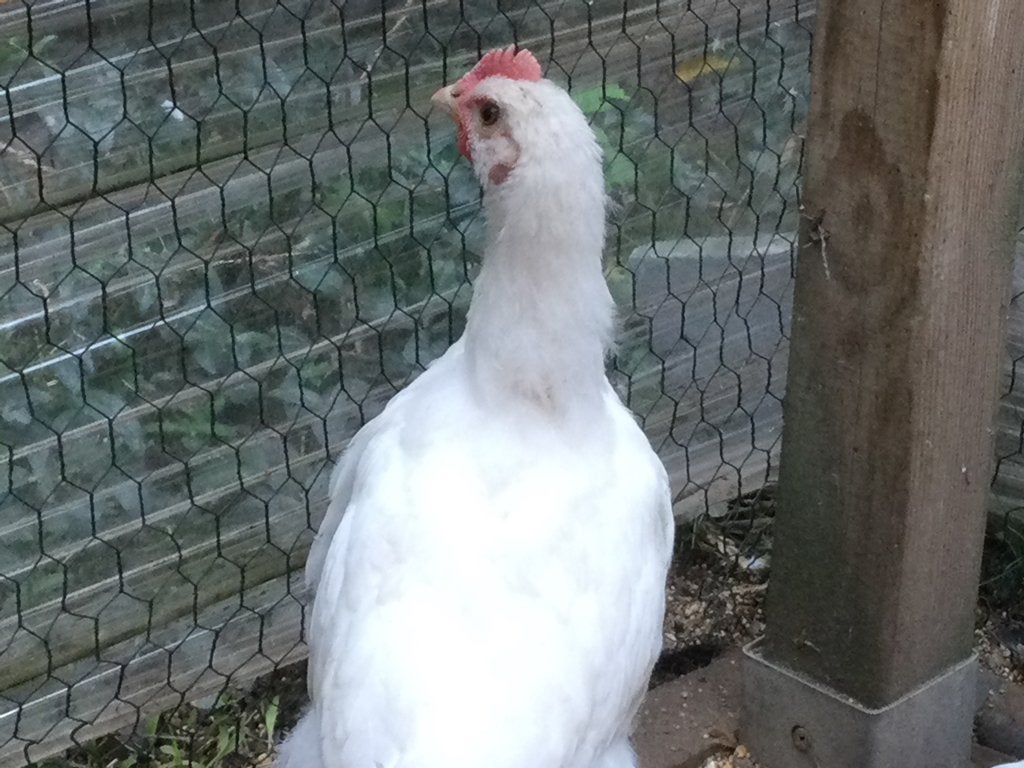 Jonge haan, Mannelijk