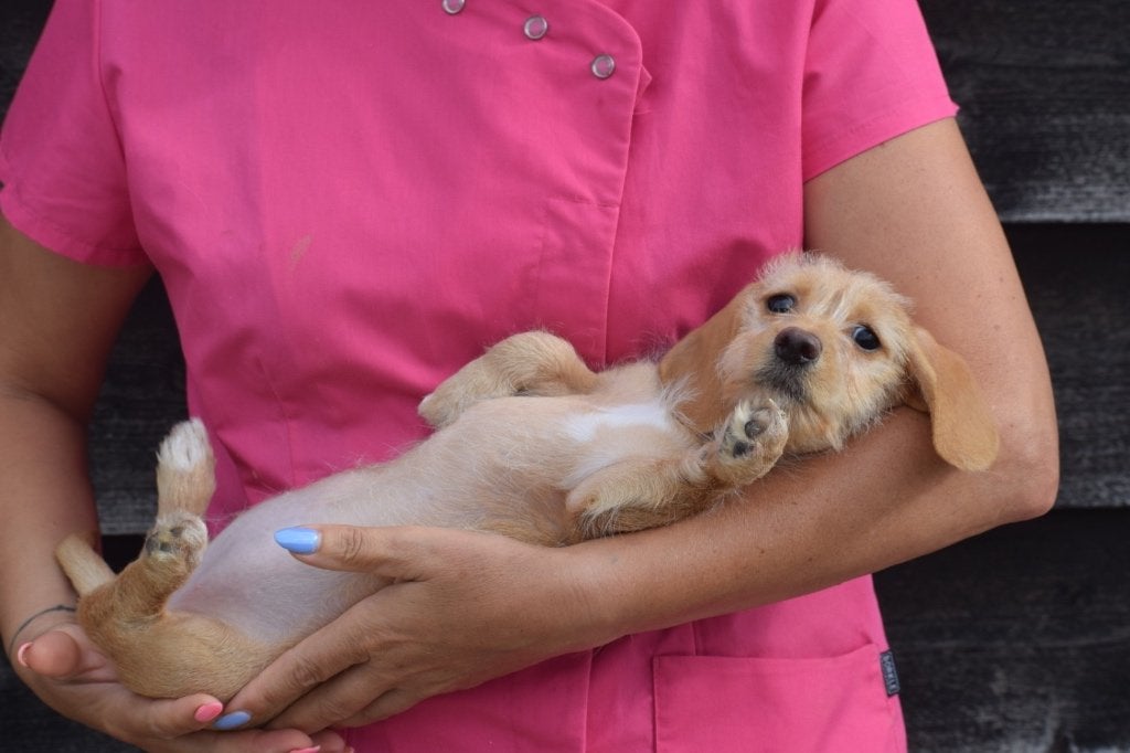 Teckel, chiots aux cheveux roux, blonds, 15 semaines à 1 an, Éleveur | Professionnel, Poils durs, Plusieurs