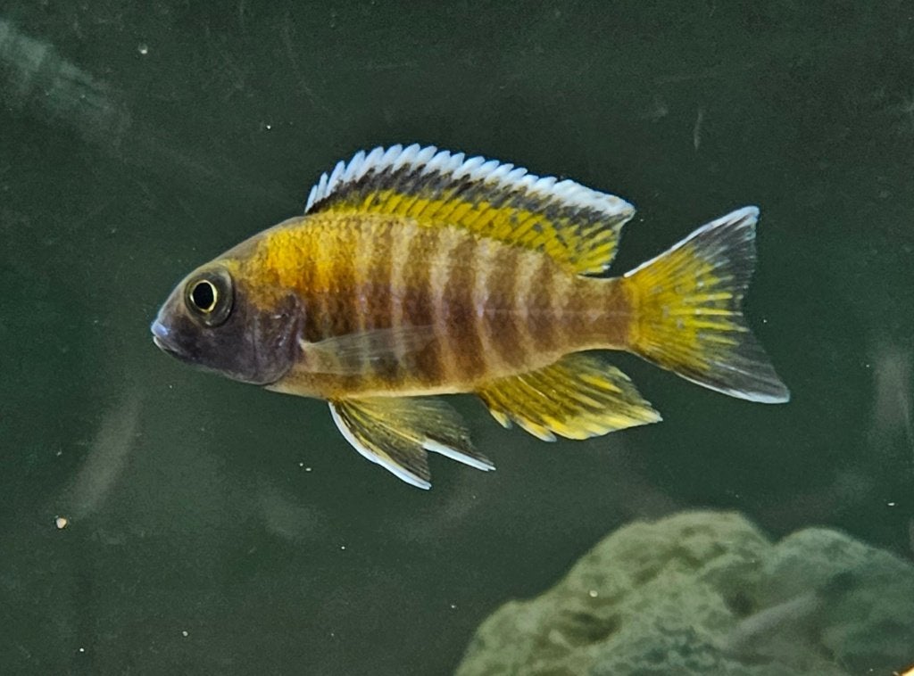 Cichlidés Aulonocara Red Eureka Malawi, Poisson, Poisson d'eau douce