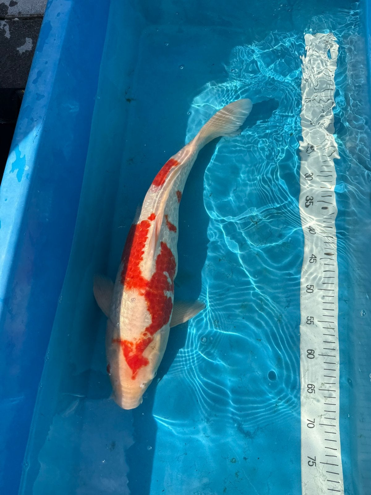 Japanse Ginrin Kohaku Koi (Vermoedelijk mannelijk, ca. 52cm), Dieren en Toebehoren