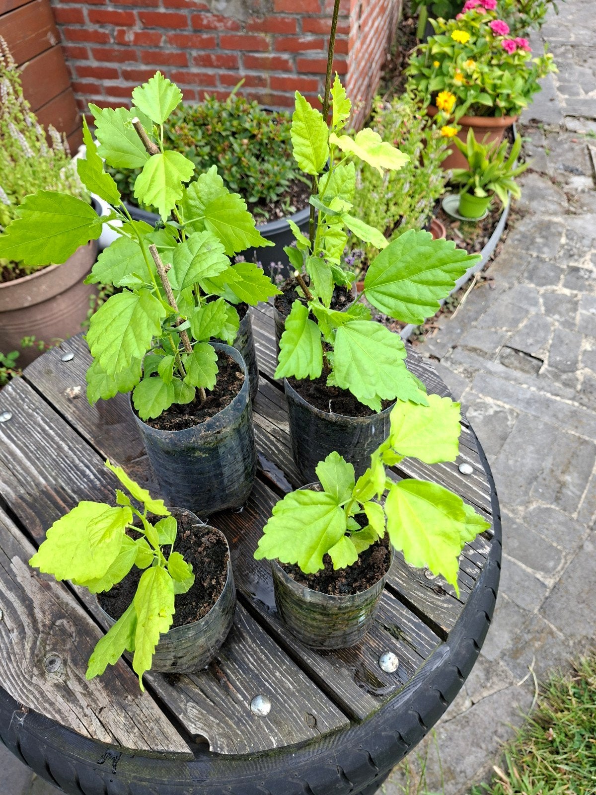 hibiscus wit, Tuin en Terras, Planten | Tuinplanten, Ophalen