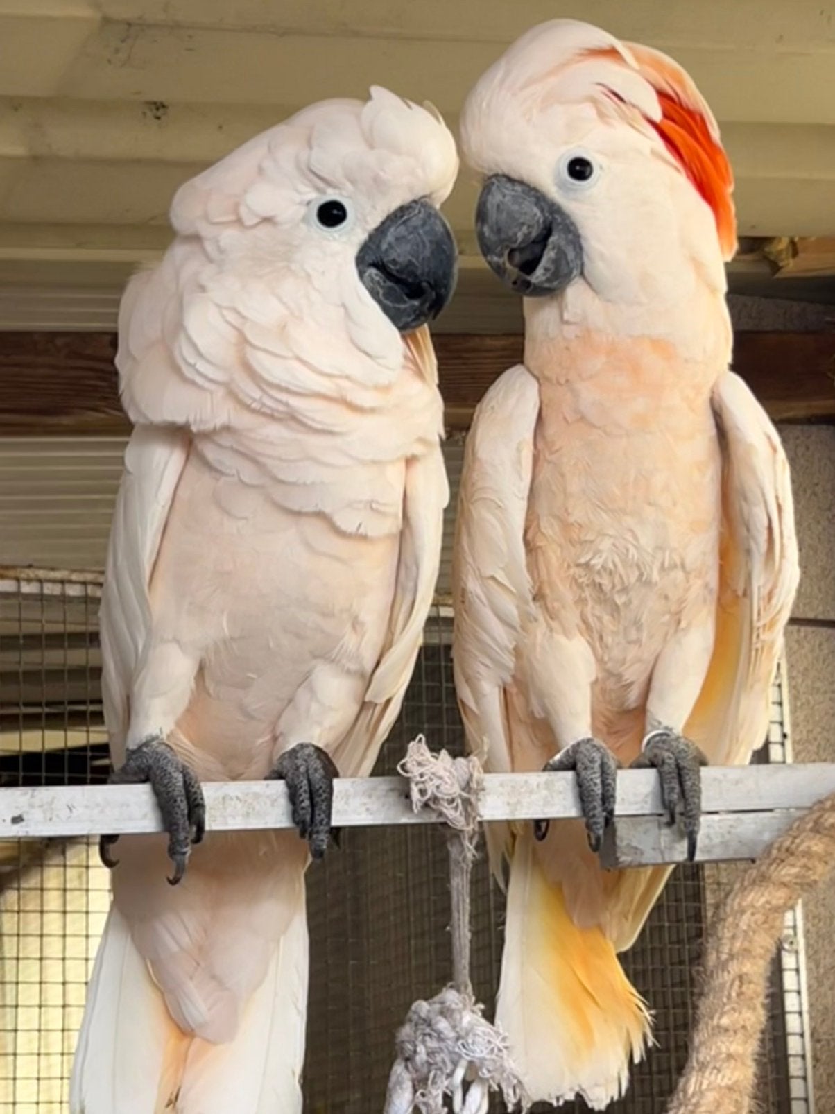 1-1 Molukken kaketoe | Cacatua Moluccensis 2023, Meerdere dieren, Papegaai, Pratend