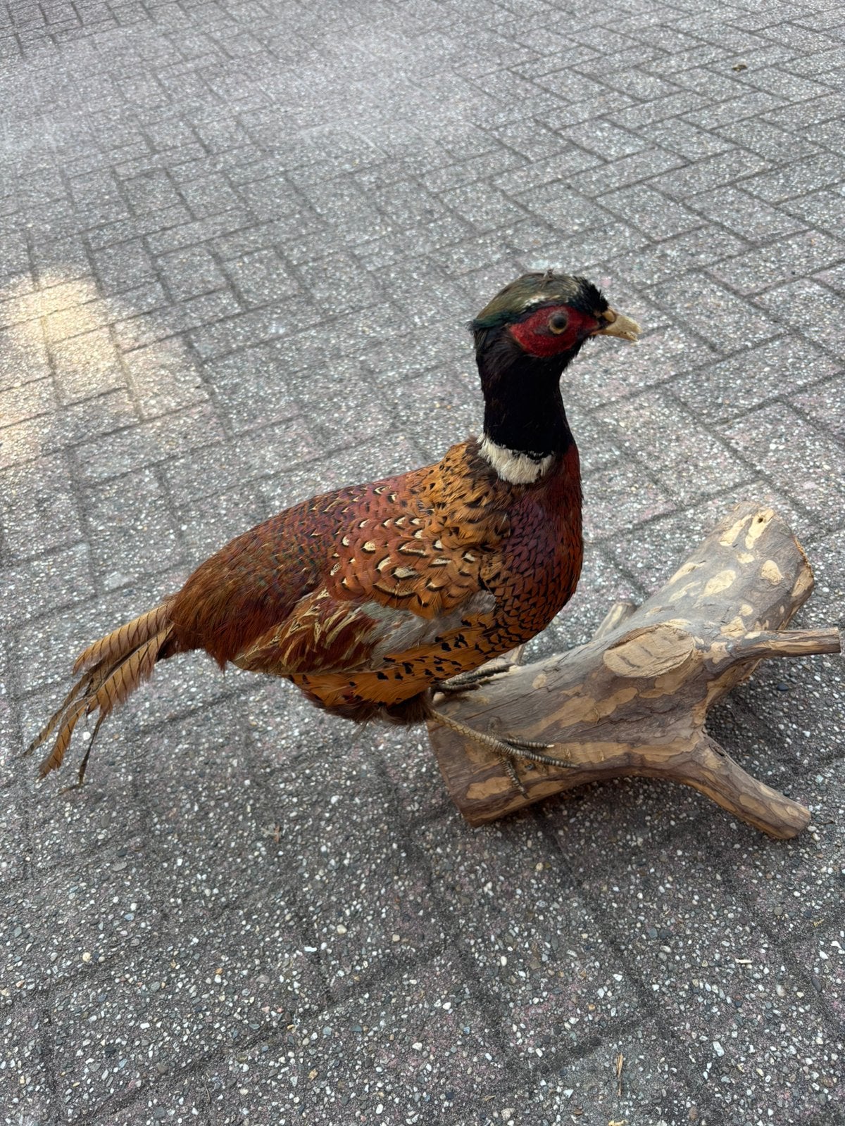 Fazant taxidermie