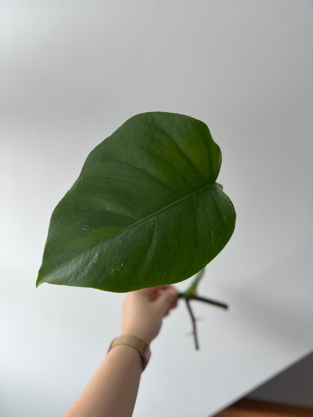 Monstera deliciosa variegata stek, Maison & Meubles, Enlèvement