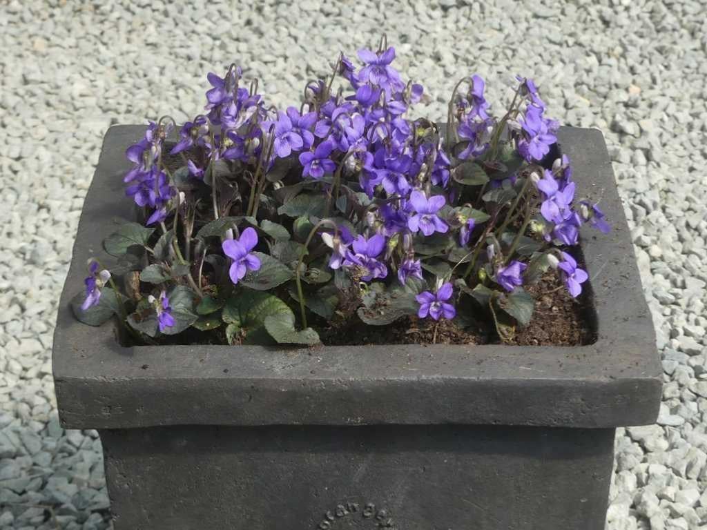 5 viola labradorica in pot    , groenblijvend, Tuin en Terras, Ophalen, Vaste plant