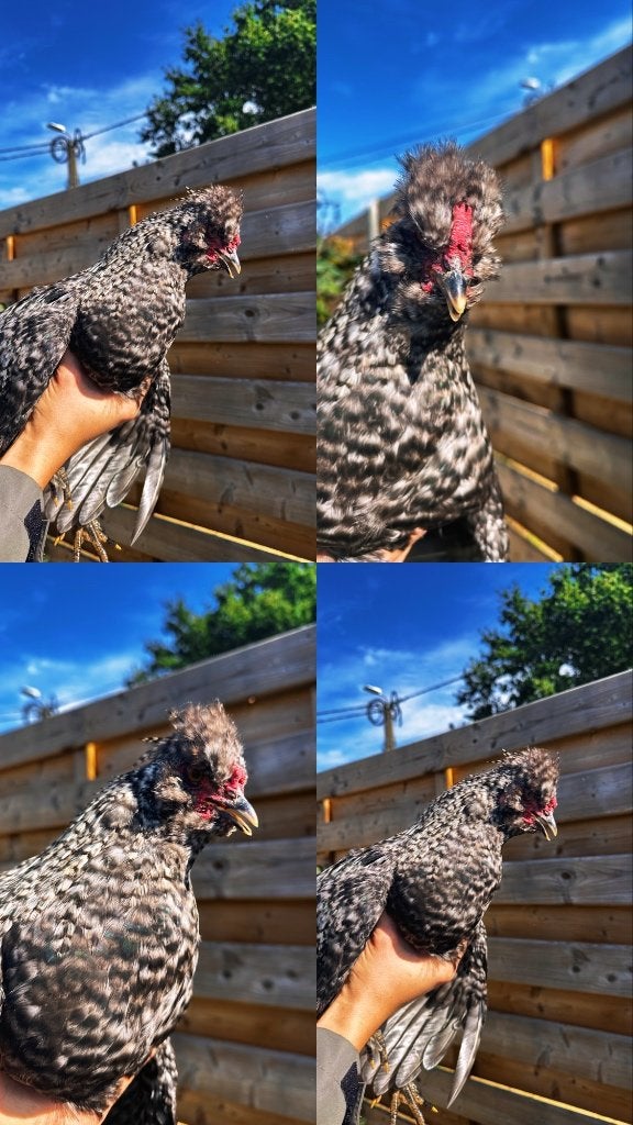 Haantje est à la recherche d'un nouveau logement., Mâle, Poule ou poulet