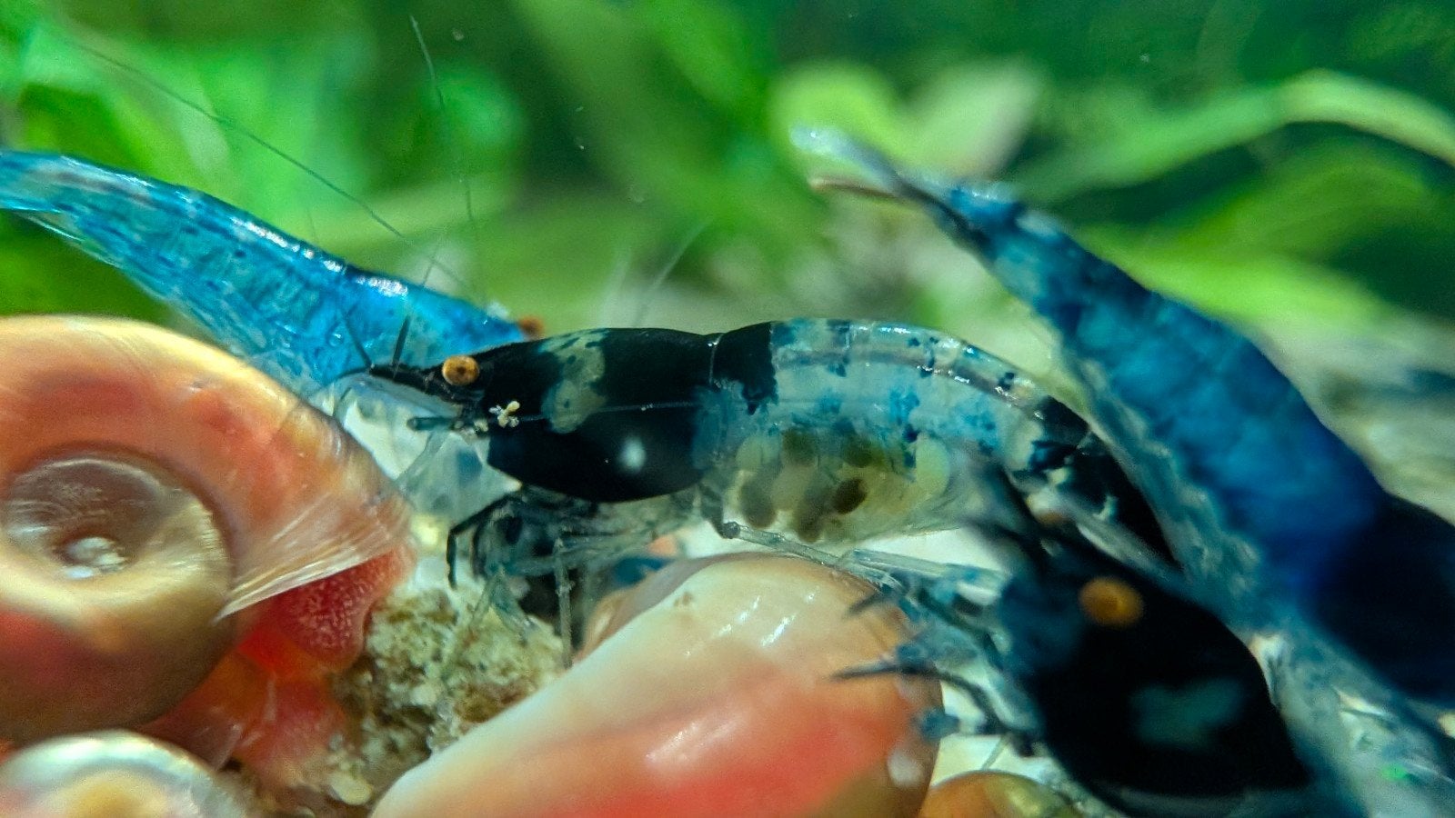 50x Blue dream orange eyes neocaridina garnalen, Homard, Crabe ou Crevette, Poisson d'eau douce
