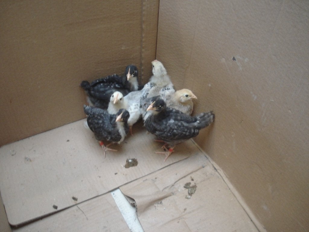 kuikens groenleggers (hennen), Meerdere dieren, Kip