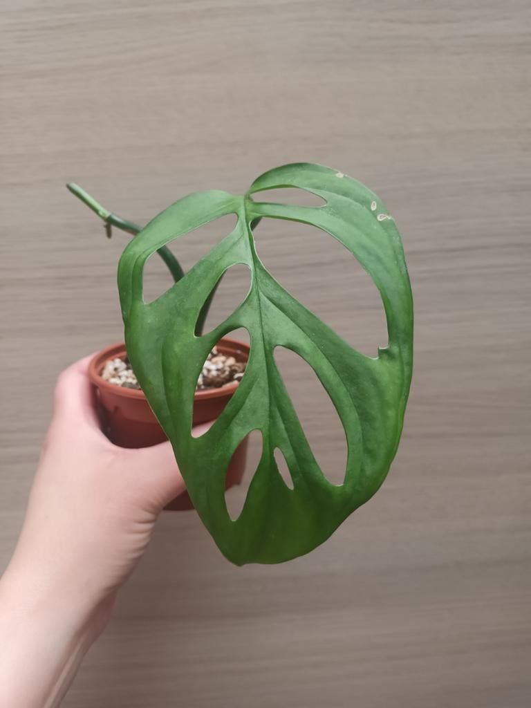 Monstera esqueleto, Huis en Inrichting, Kamerplanten, Ophalen of Verzenden