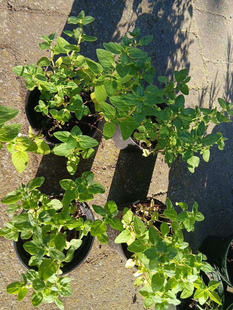 Kruiden: oregano, salie, rozemarijn, munt,..., Tuin en Terras, Ophalen, Vaste plant, Kruiden