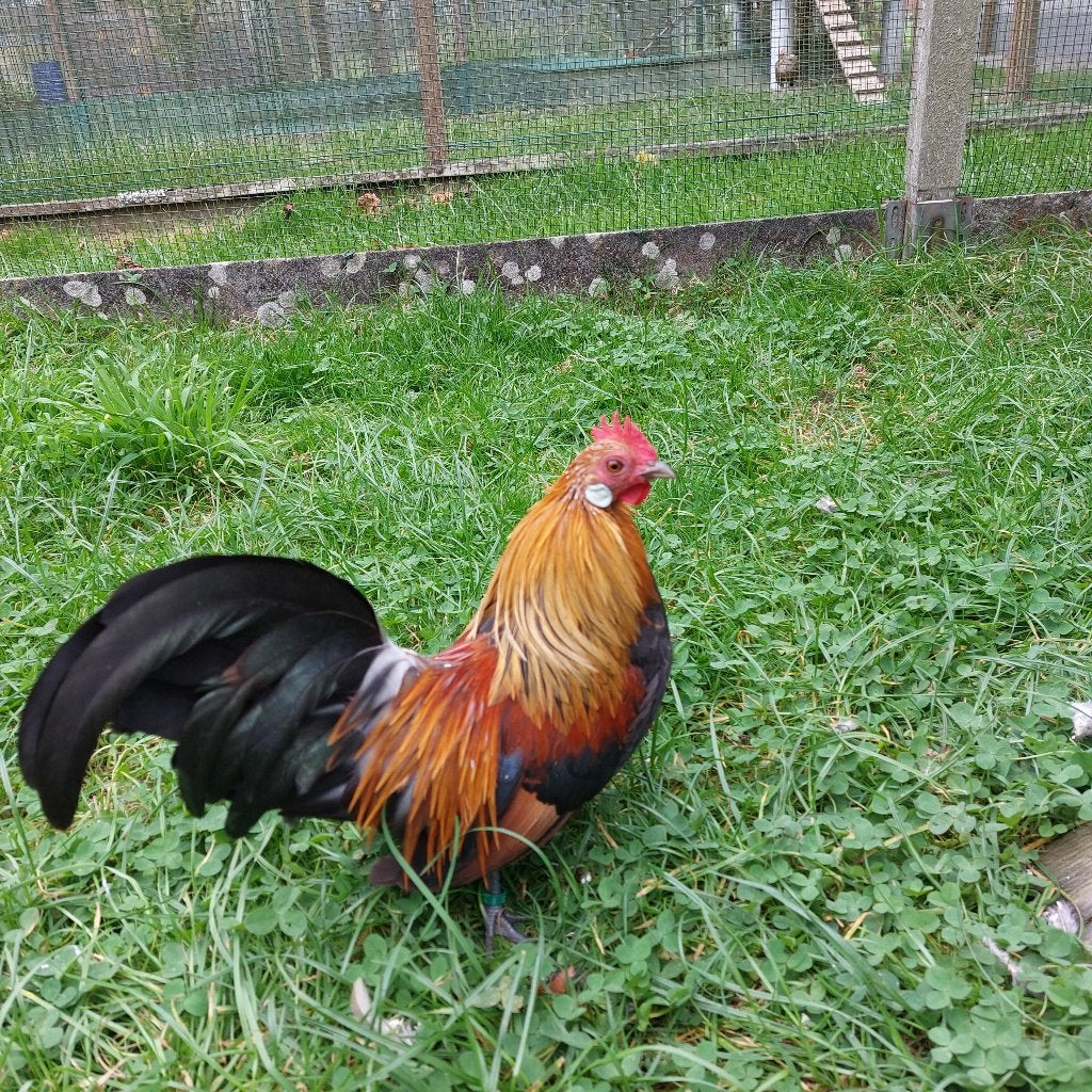 Hollandse krielen kippen, Dieren en Toebehoren, Pluimvee, Meerdere dieren, Kip