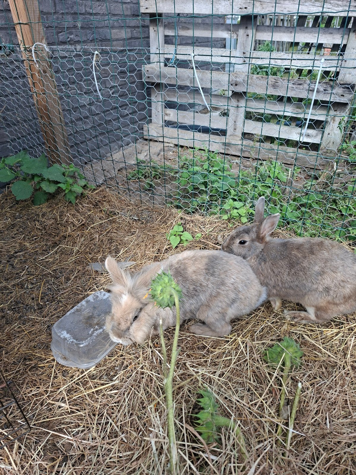 konijnen en cavia’s, Dieren en Toebehoren, Maart, Meerdere dieren, Cavia