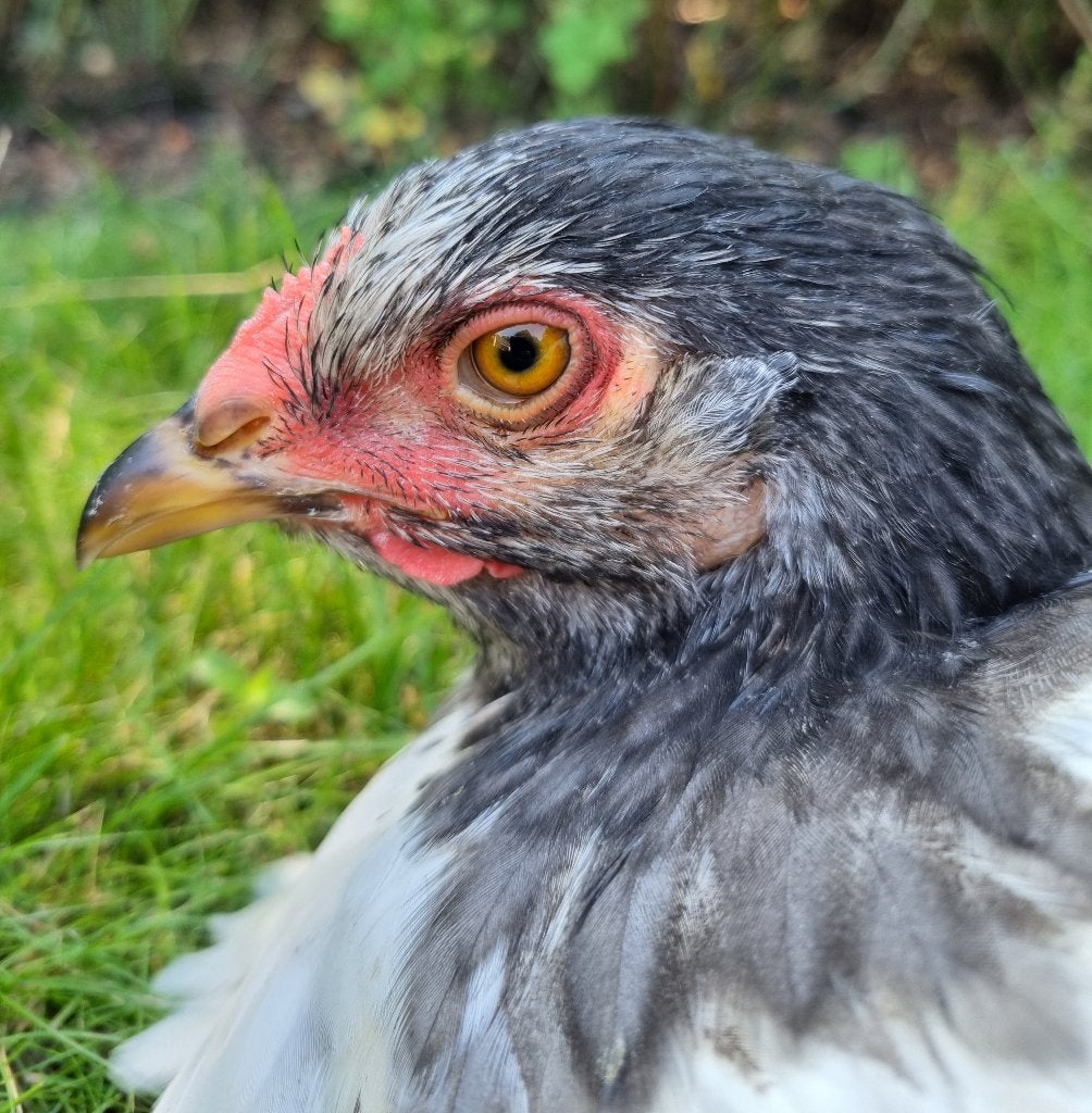 femelle Brahma, Animaux & Accessoires, Volatiles, Poule ou poulet, Femelle