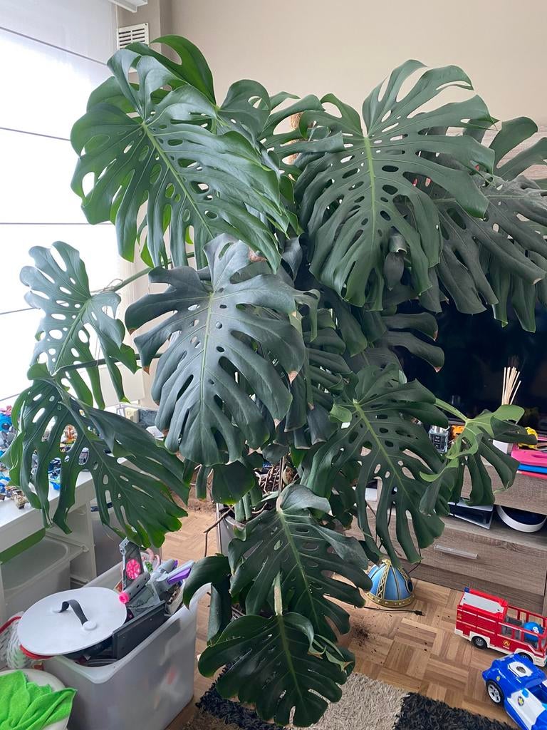 2 XXL monstera planten, Jardin & Terrasse, Enlèvement, 100 à 250 cm