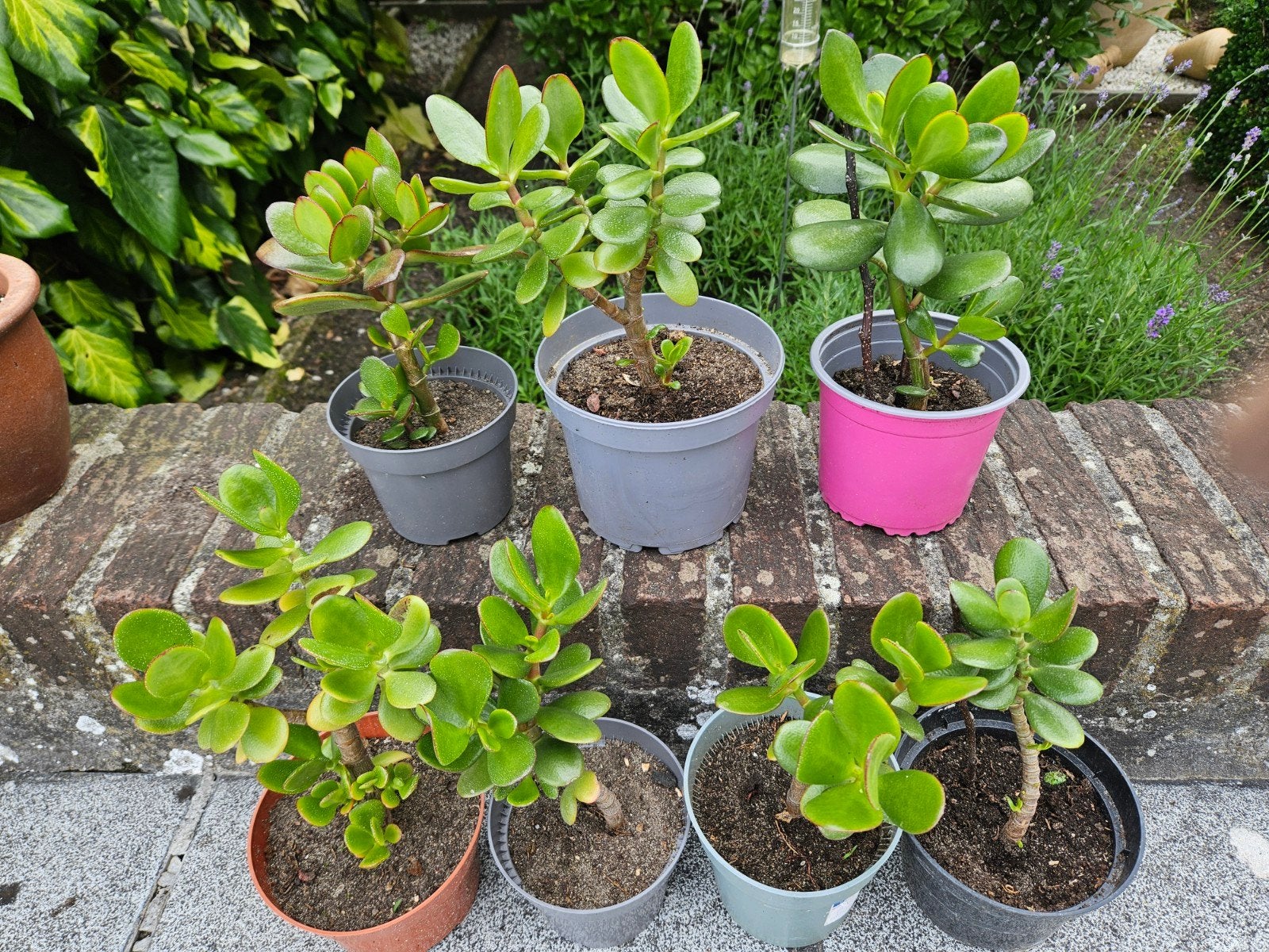 Mooi stevige crassula plantjes, Enlèvement
