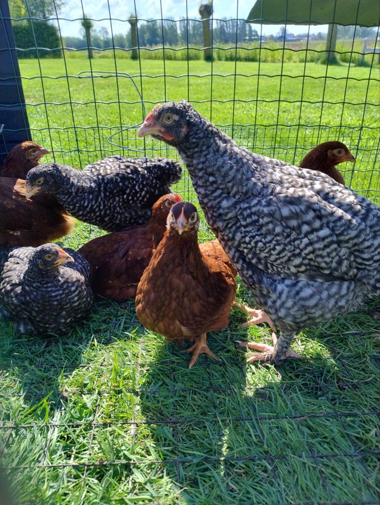 Trio Mechelse koekoek te koop, Plusieurs animaux, Poule ou poulet