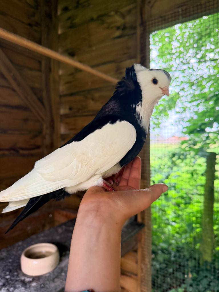 Handtamme jonge sierduiven te koop, Dieren en Toebehoren, Vogels | Duiven, Meerdere dieren, Overige soorten