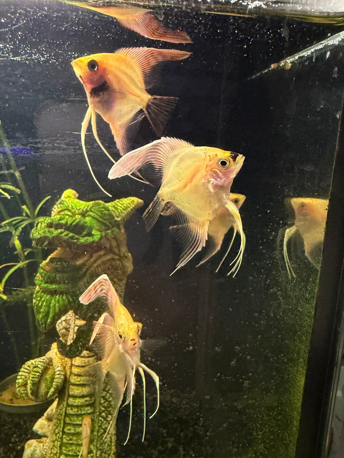 maanvissen 3 +1 gratis, Poisson, Poisson d'eau douce, Banc de poissons