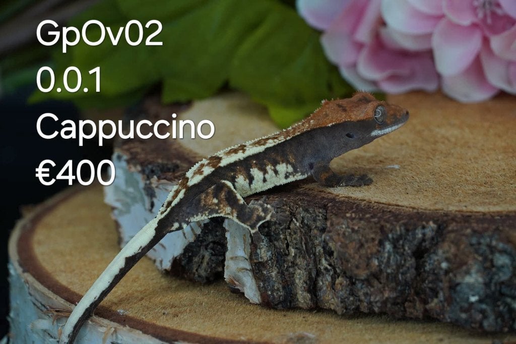 Verschillende wimpergekko's mannen, vrouwen, RTB, baby, Dieren en Toebehoren, Schildpad, Tam, 0 tot 2 jaar