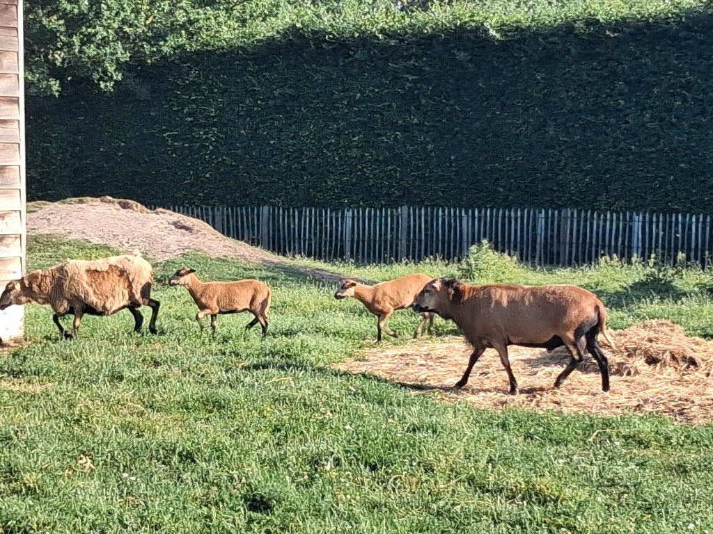 Barbados Black Belly, Dieren en Toebehoren, Meerdere dieren, Schaap, 0 tot 2 jaar