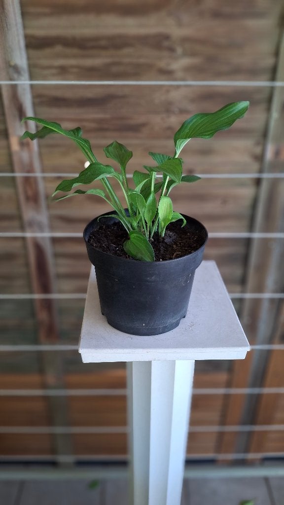 Hosta., Tuin en Terras, Bloembakken en Plantenbakken, Ophalen, Nieuw, Balkon