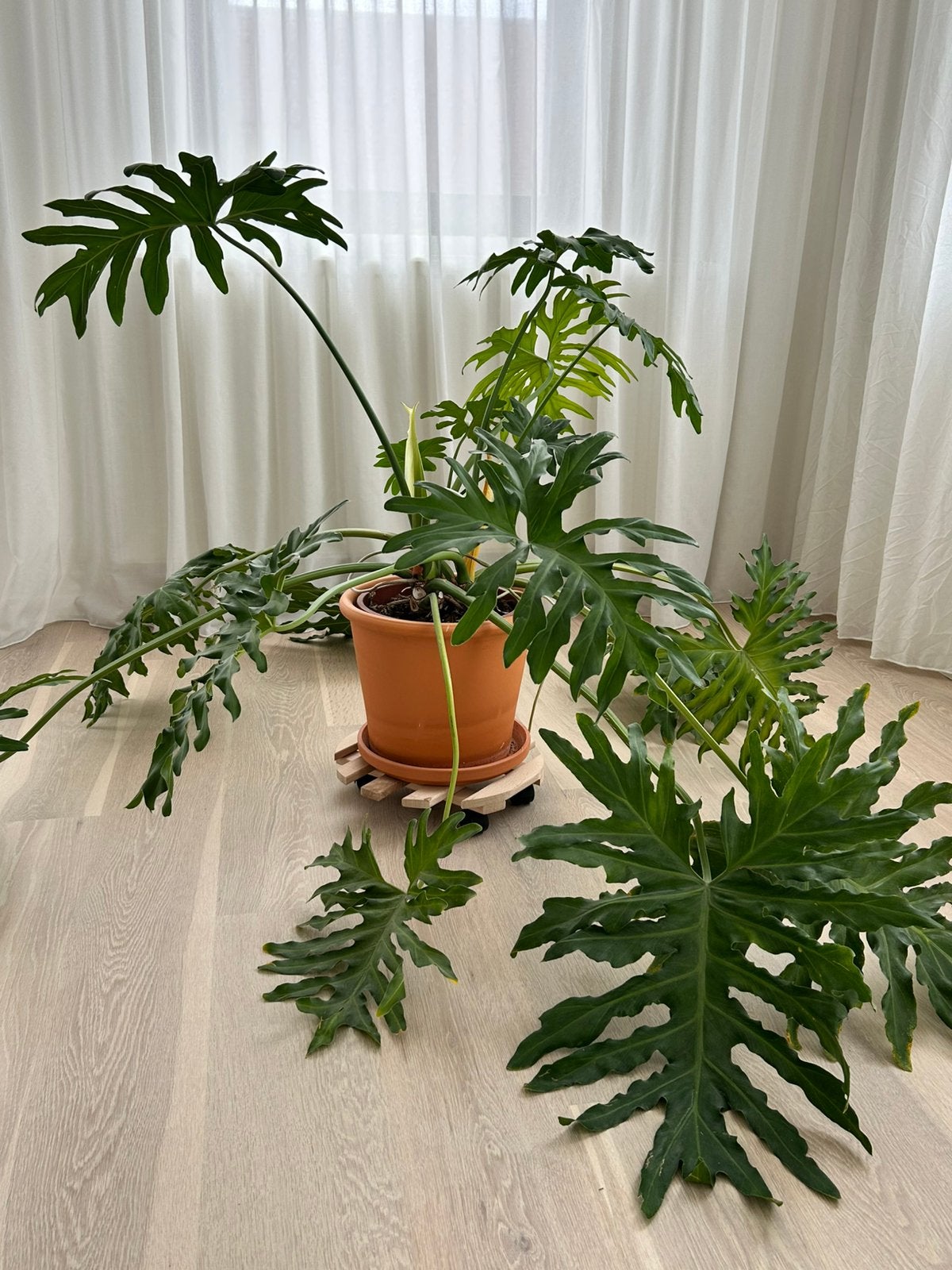 Grote kamerplant (type Philodendron), Groene kamerplant, Ophalen, 100 tot 150 cm