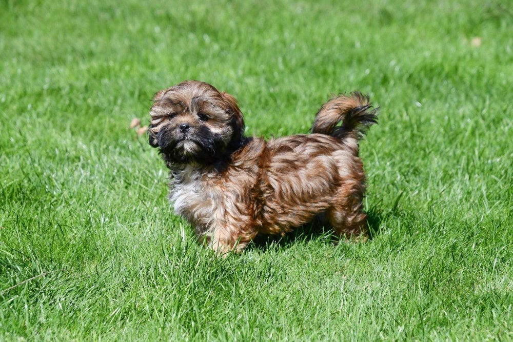 Shih Tzu pups te koop, Dieren en Toebehoren, België, Overige rassen, CDV (hondenziekte), 8 tot 15 weken
