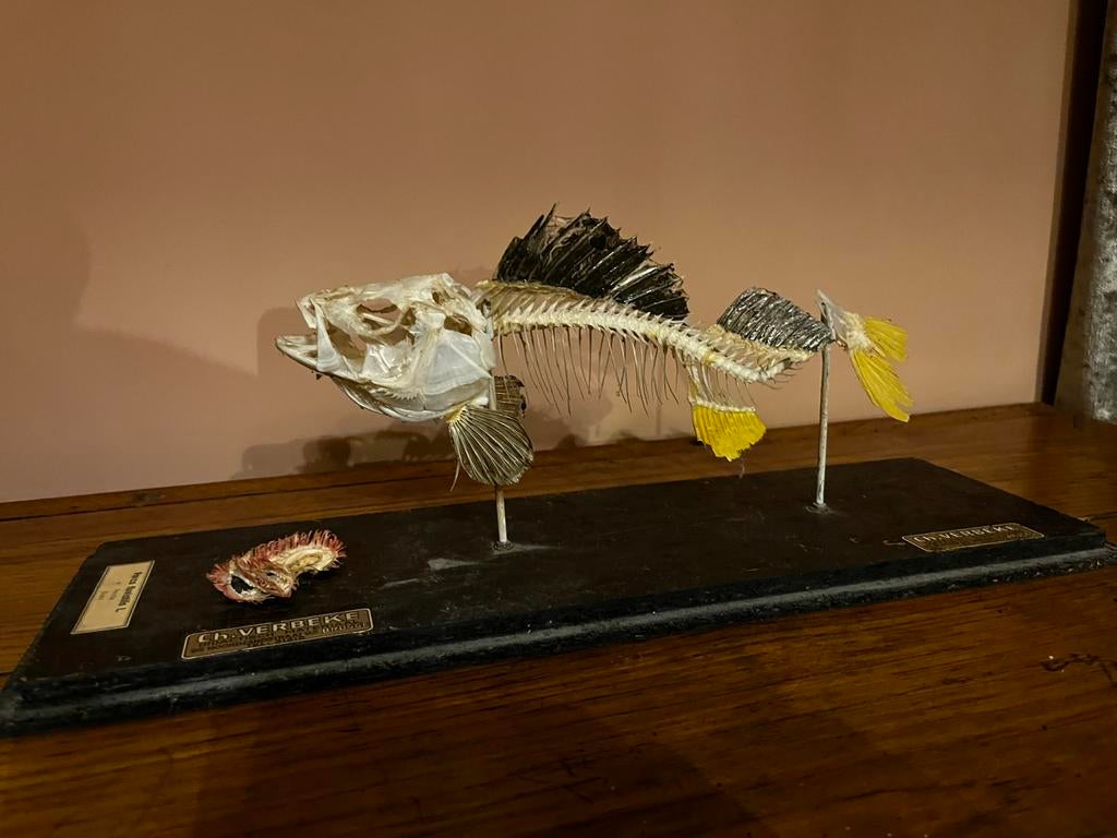 Skelet vis, Ophalen, Gebruikt, Opgezet dier