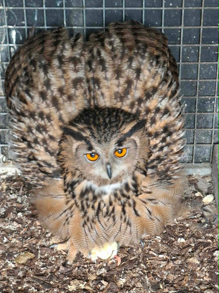 Vast Kweekkoppel Europese Oehoe uilen !!!., Dieren en Toebehoren, Meerdere dieren, Roofvogel, Geringd