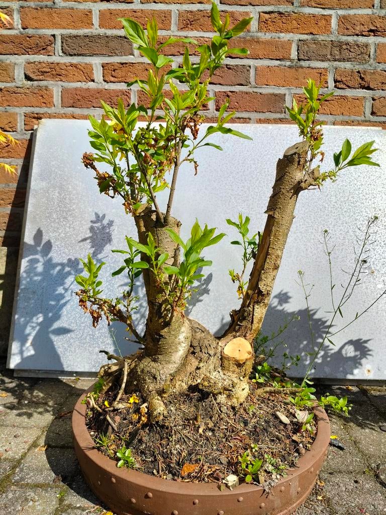 Chinese klokje pré bonsai groot, Ophalen