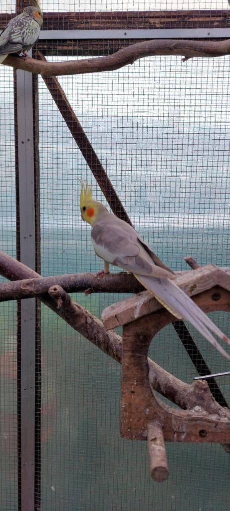 Cinnamon geslachtsrijp man, Dieren en Toebehoren, Vogels | Parkieten en Papegaaien