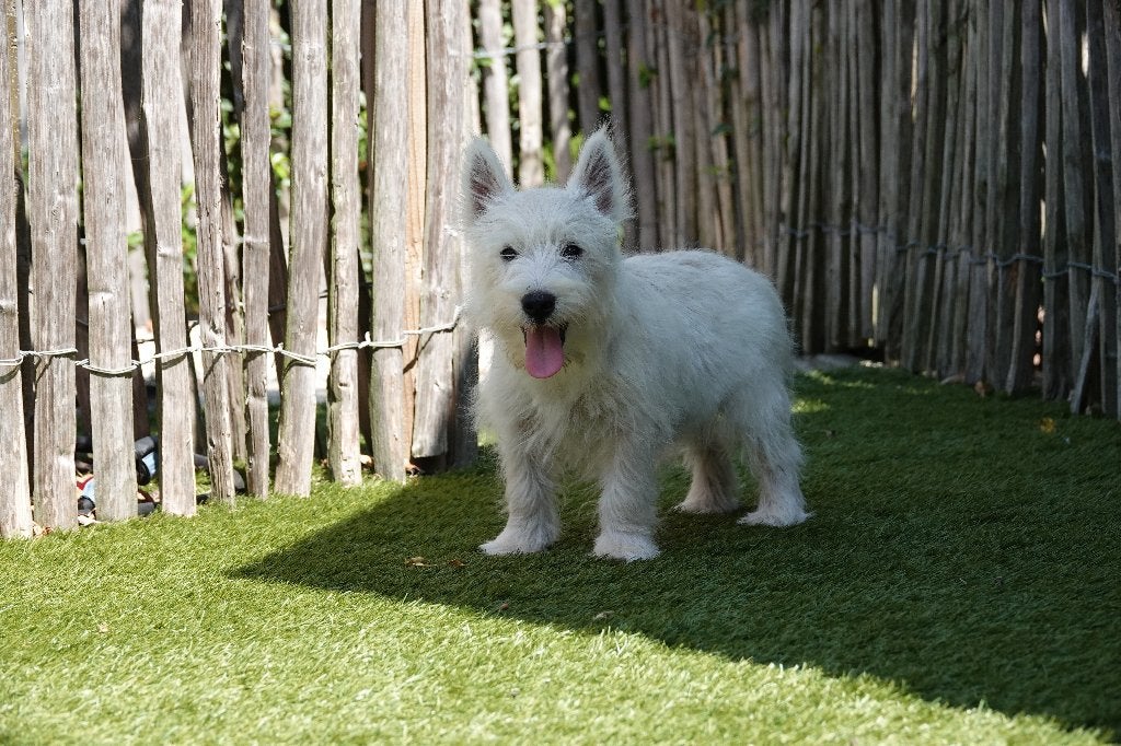 Magnifique chiot West Highland White Terrier (Westie), Chien (mâle), Maladie de Carré (chiens), Autres races, Belgique