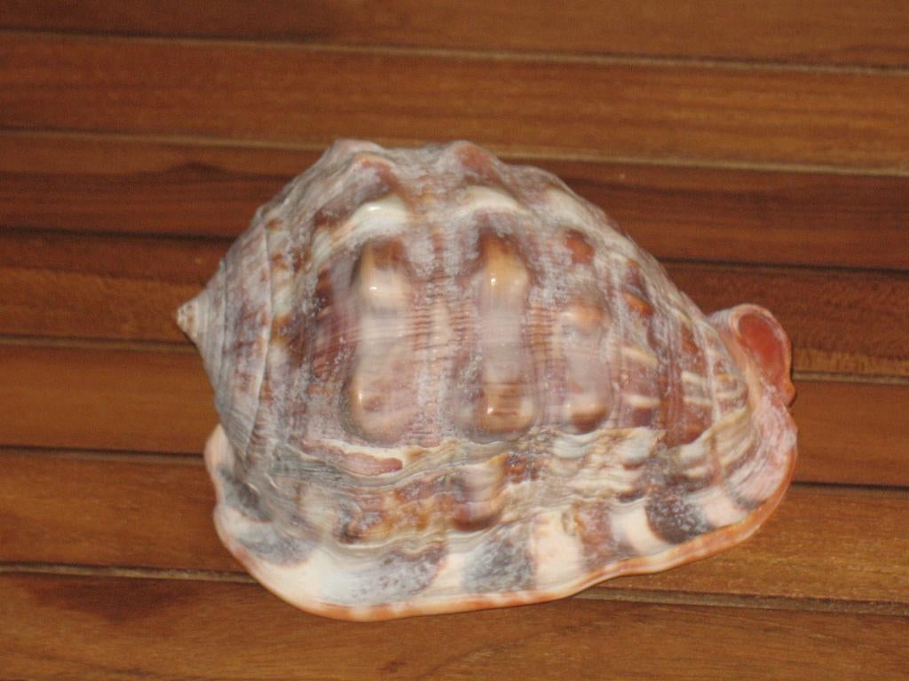 Schelp Ara. L. 12 cm. B. 8 cm. H. 8 cm., Verzamelen, Ophalen of Verzenden, Nieuw, Overige soorten, Overige typen