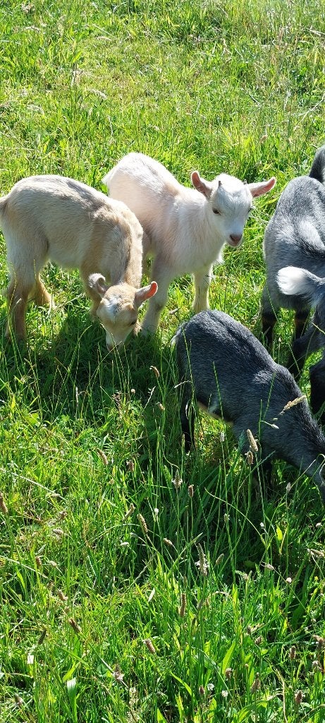 Dwerggeit bokjes gecastreerd, Dieren en Toebehoren, Schapen, Geiten en Varkens
