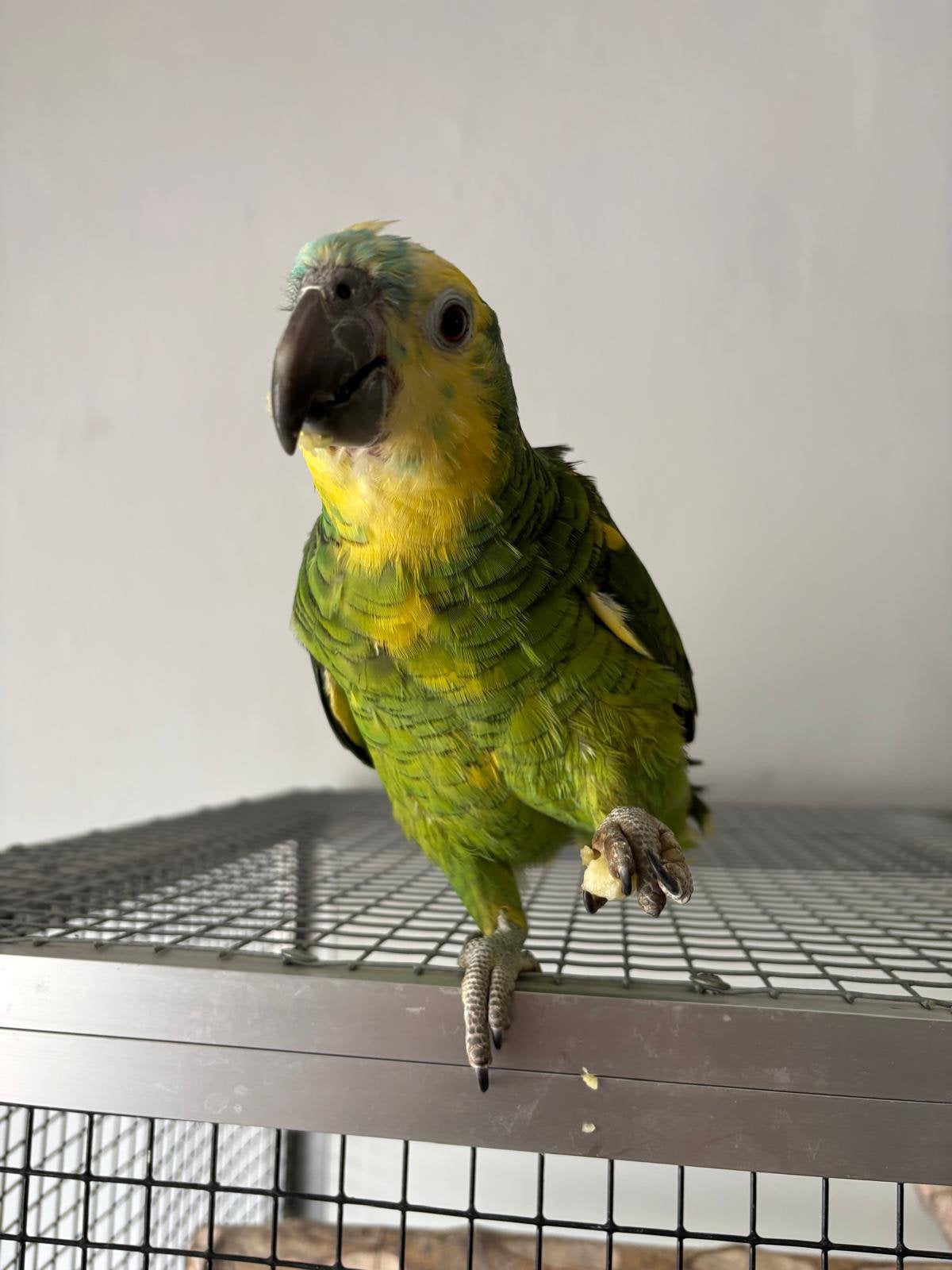 Blauwvoorhoofd amazone vrouw halftam