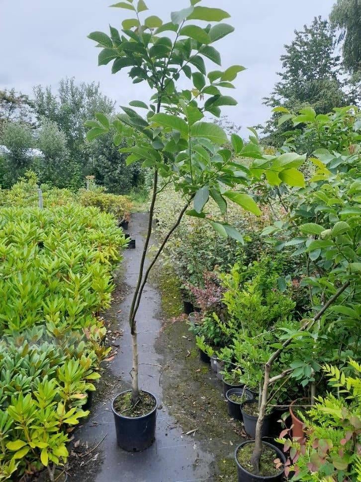 Walnootboom Juglans regia potgekweekt 100-120 cm voor €7,50, Ophalen of Verzenden, In pot