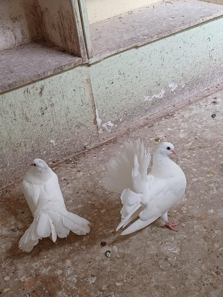 Sierduiven: Pauwstaarten en Amerikaanse pauwstaarten, Dieren en Toebehoren