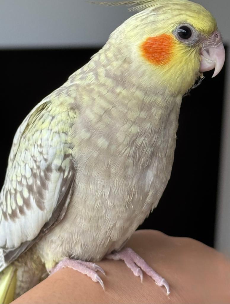 Calopsitte
