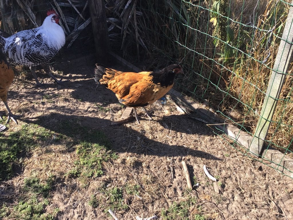 Vorwerk koppel, Dieren en Toebehoren, Vrouwelijk, Kip