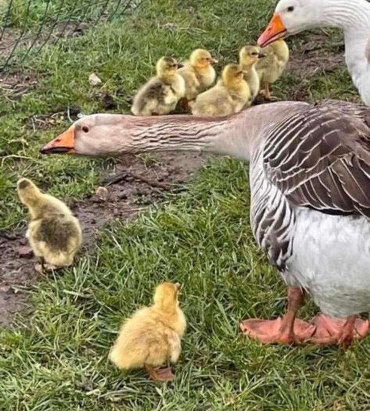Broedeieren gans, Dieren en Toebehoren, Pluimvee, Geslacht onbekend, Gans of Zwaan