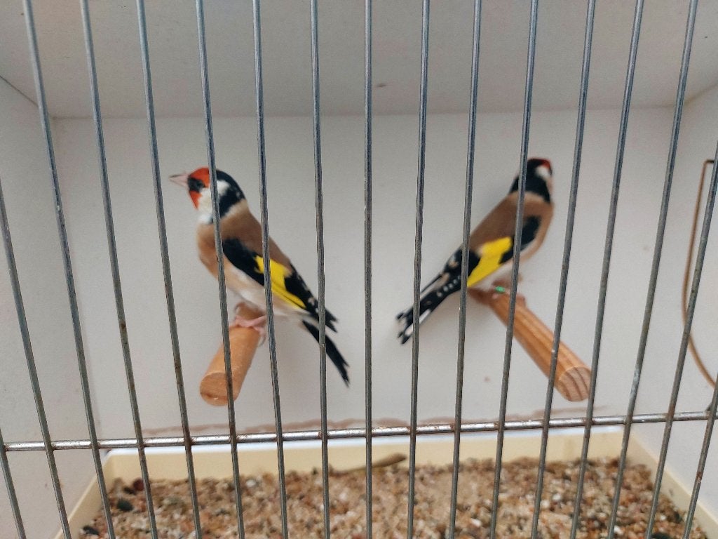 kleine putters, Kleurkanarie