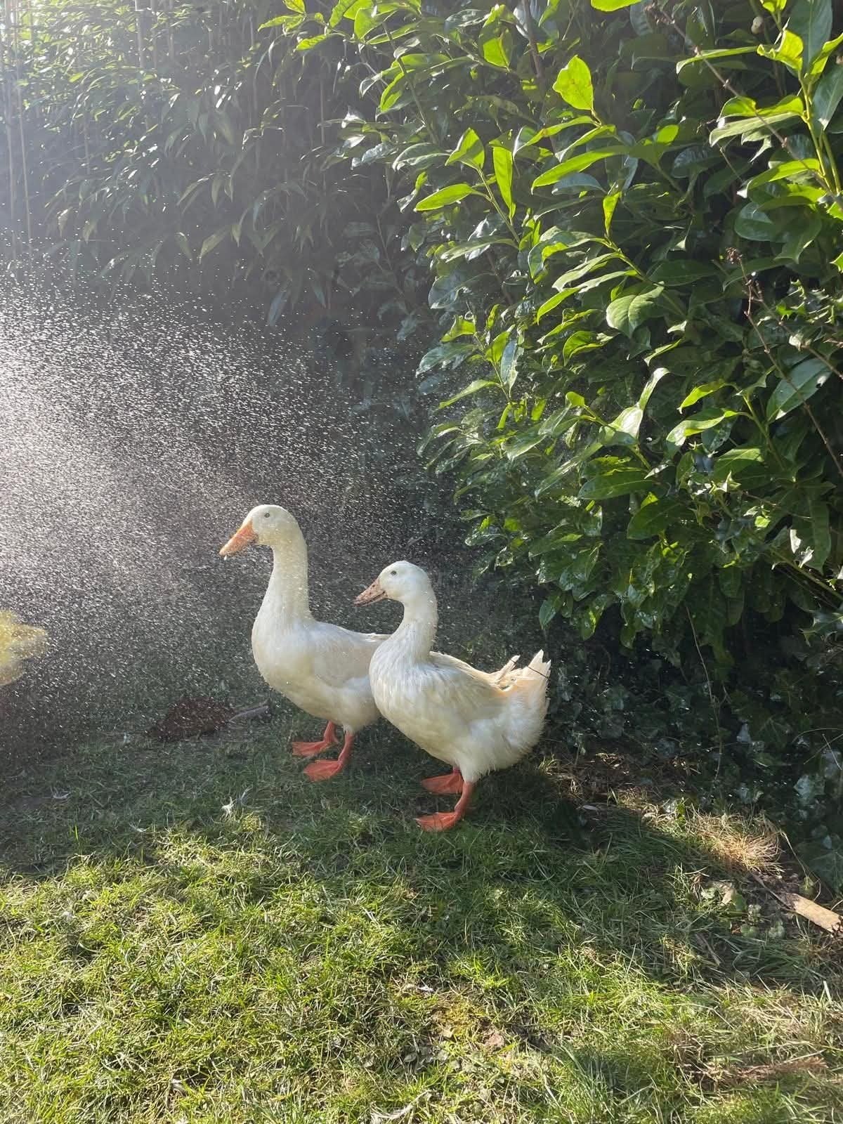 Pekingeend, Dieren en Toebehoren, Pluimvee, Meerdere dieren, Eend