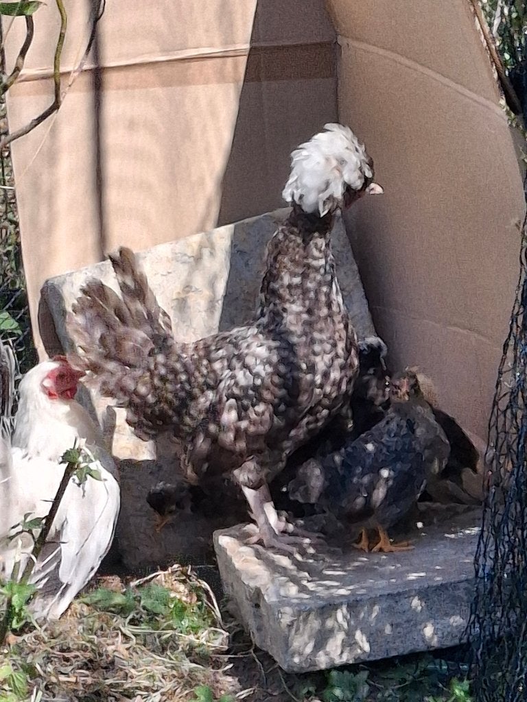 Padua hen + 4 kuikens, Plusieurs animaux, Poule ou poulet