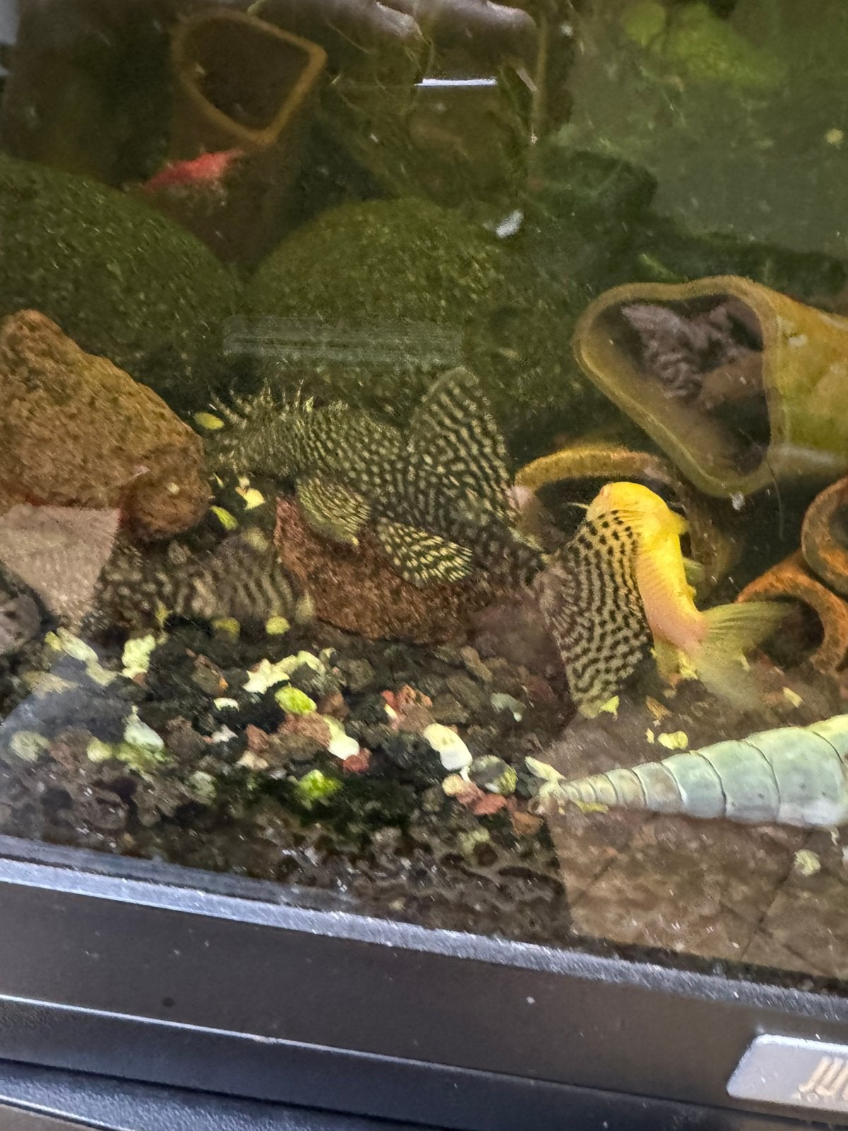 1 koppel €15 ruitenkuiser algeneter, Dieren en Toebehoren, Vis, Zoetwatervis