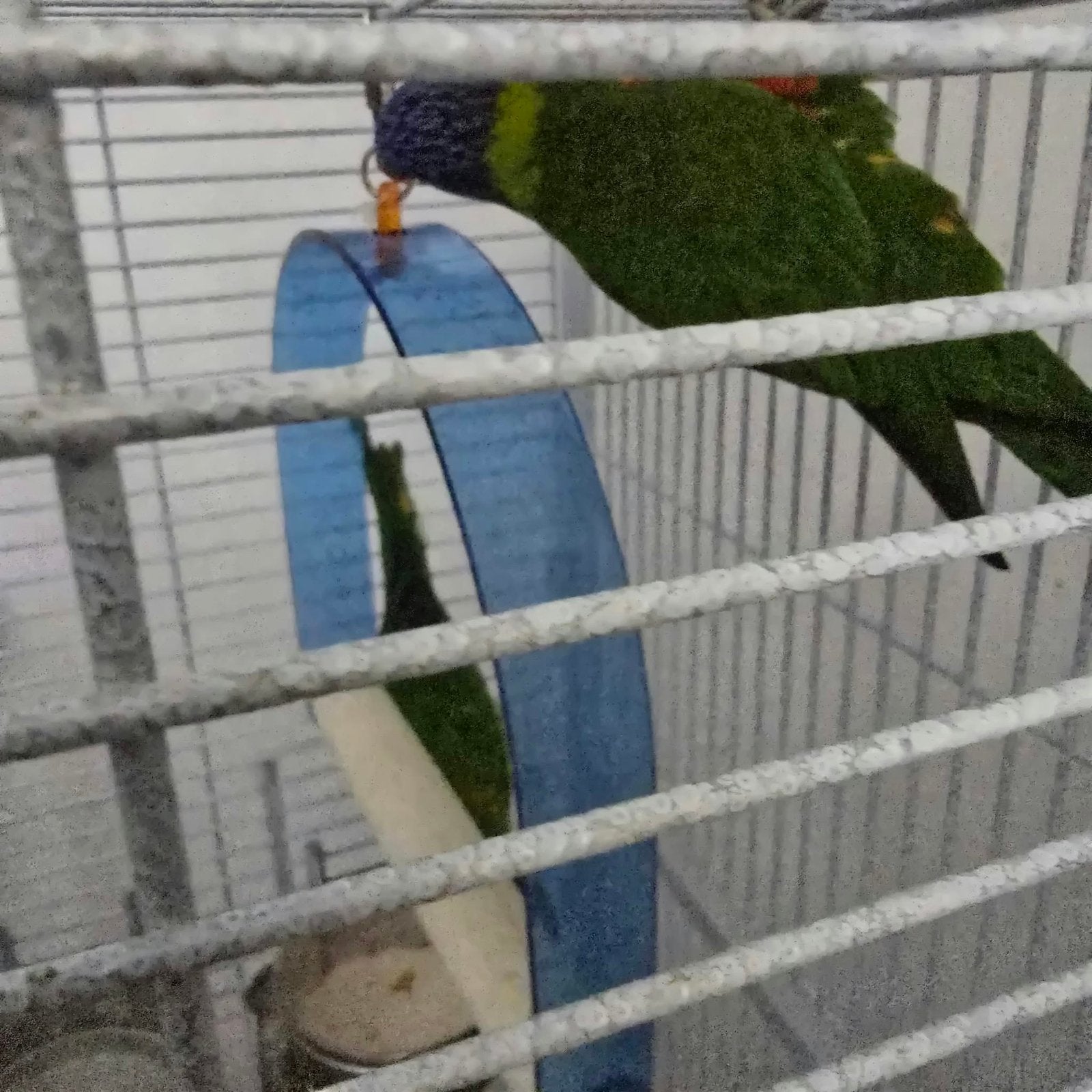 A vendre perroquet lorri couple pour plus d’info et prix mp, Perroquet